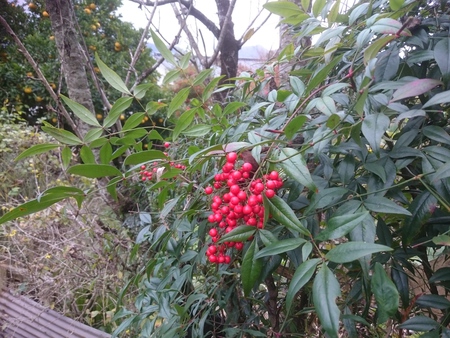 冬庭の赤い実