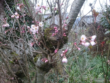 早咲きの桜たち
