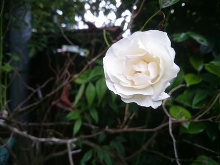 白バラ２０１６
