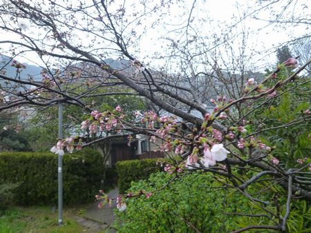 東谷の桜スポット
