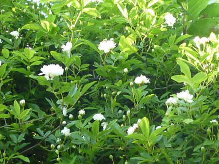 春バラ一番花、白モッコウバラ