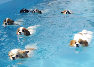 みんなで泳ぐ