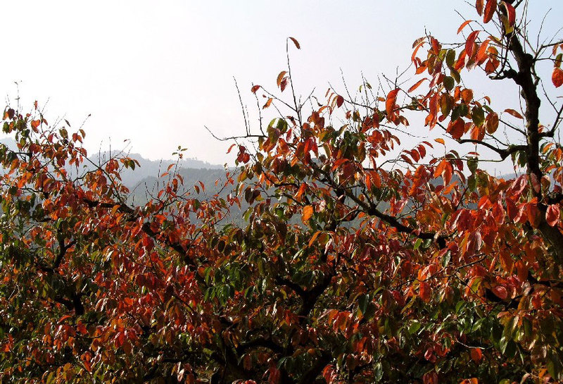 柿紅葉と耳納連山