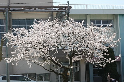桜　２０１４