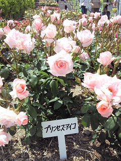 バラ公園♪