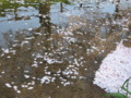 花いかだ~~~