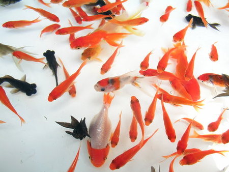 金魚の飼い方