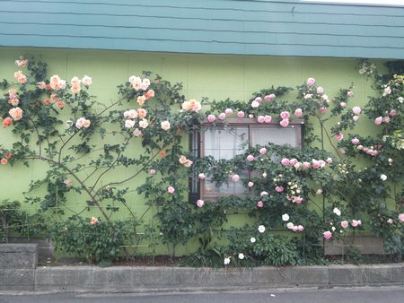 若松のバラの家