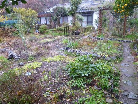 冬枯れの庭