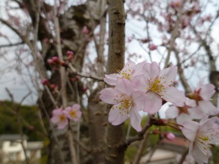 彼岸桜開花