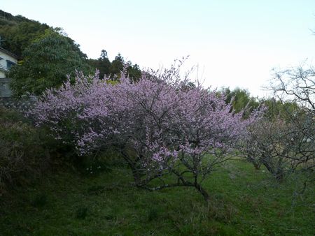 彼岸桜開花