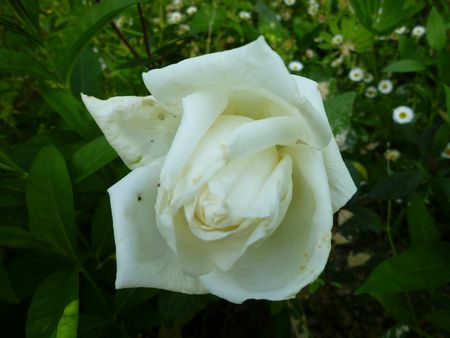 新苗のバラ、レディヒリントン