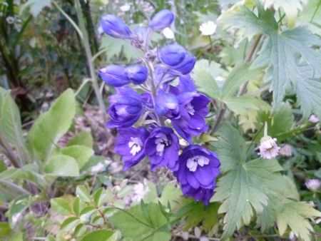 バラコーナーのバラ以外の花たち
