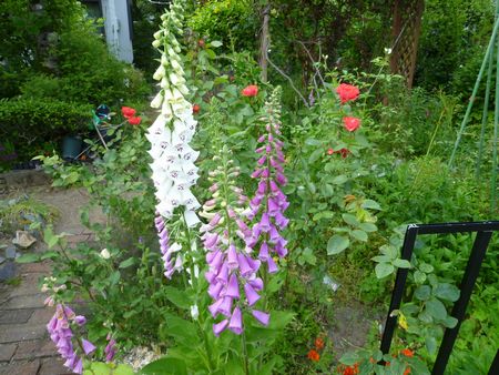 バラコーナーのバラ以外の花たち