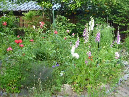 バラコーナーのバラ以外の花たち