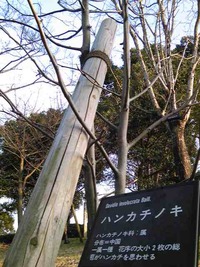 樹木 at 千年翠PART2