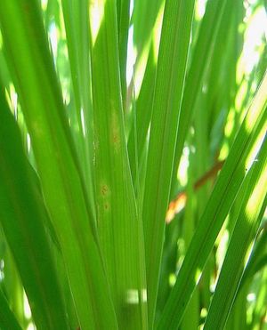 レモングラスの効能・・・・