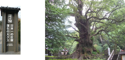 日本一のクスの木と鹿児島ぐる～りの旅