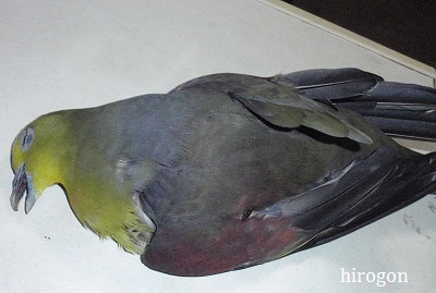 青鳩・・・山鳩?