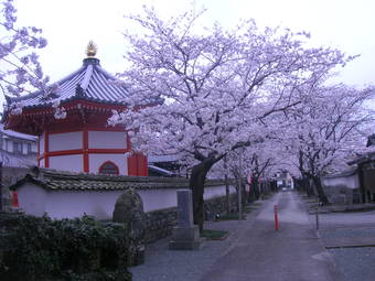 きれい　桜のトンネル！