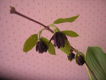 黒い花　ロウバイ
