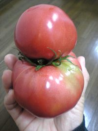 トマトマト！？