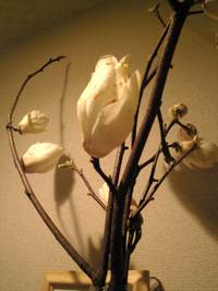 木蓮の花