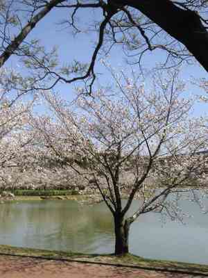 桜❀満開