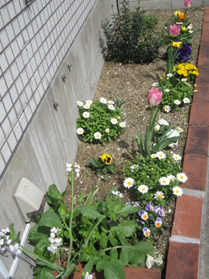 春満開のnicotto花壇