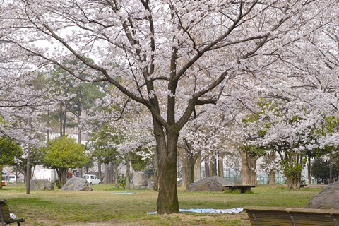桜、満開！～今朝の山王公園