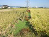 北田のハツシモを稲刈