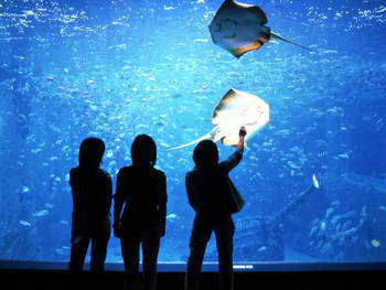 ☆夜の水族館☆マリンワールド