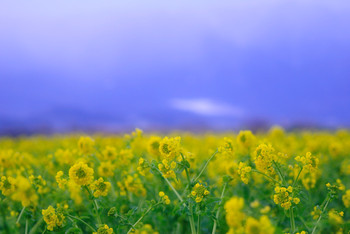 菜の花まつり☆