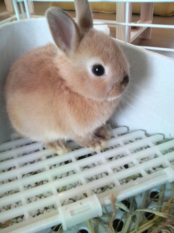 ☆ウサギカフェ☆