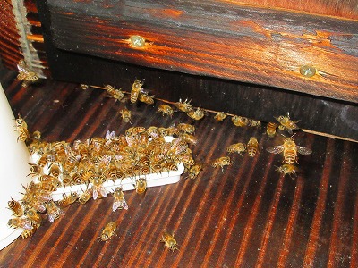 ミツバチたちの非常食