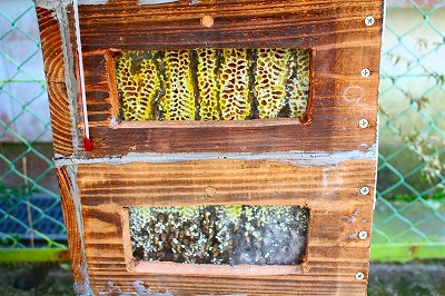 日本ミツバチの巣作り