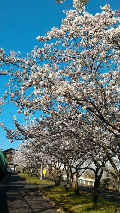 鹿児島の桜　満開！