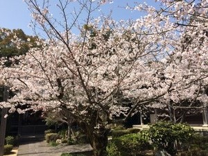 観察院の桜