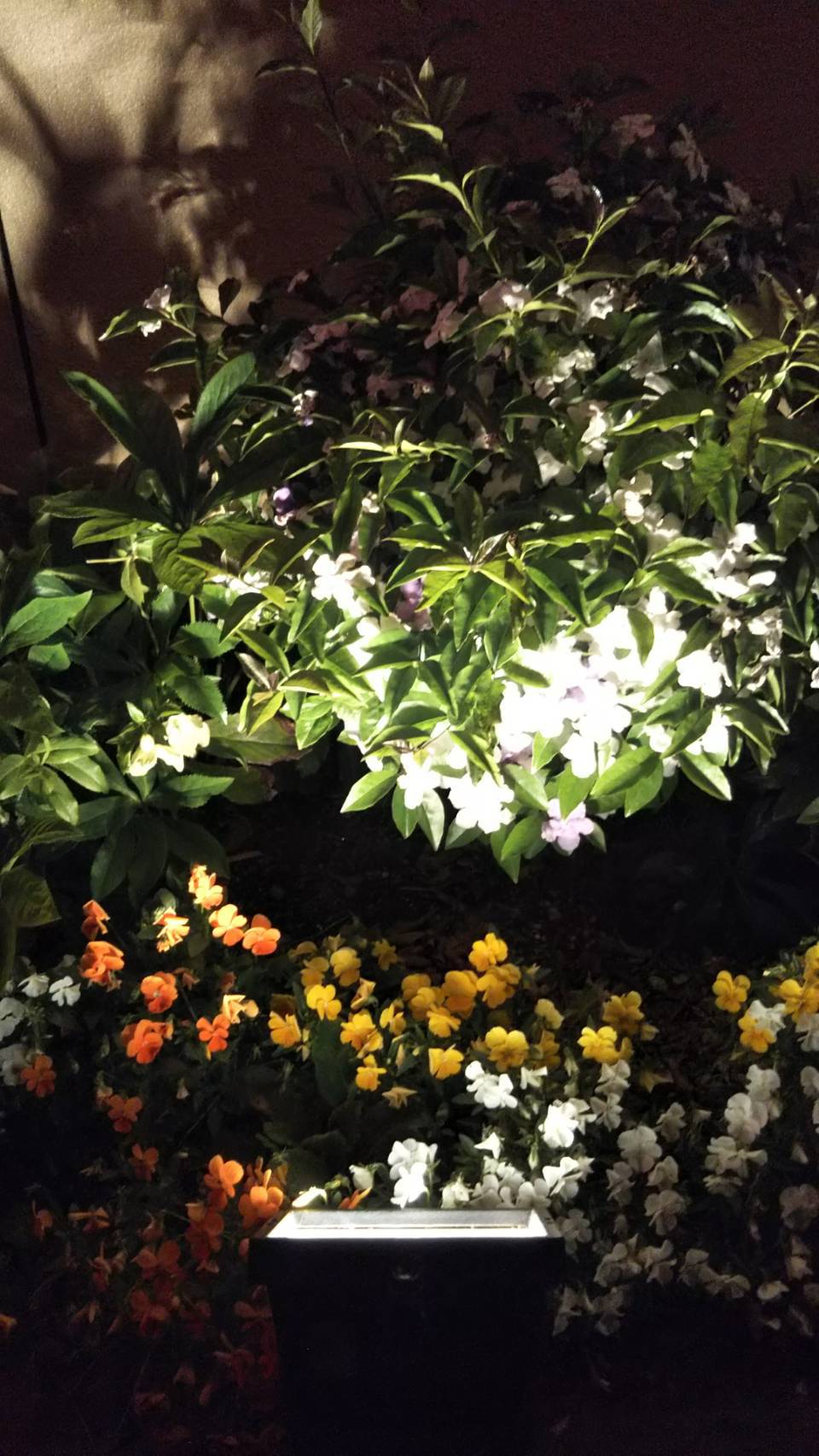 夜の花壇