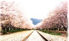 桜名所５カ所を巡る！韓国お花見ツアー！