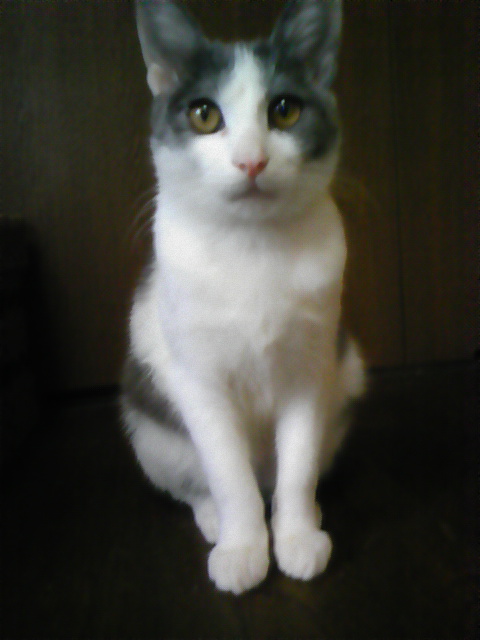 ニャンズ