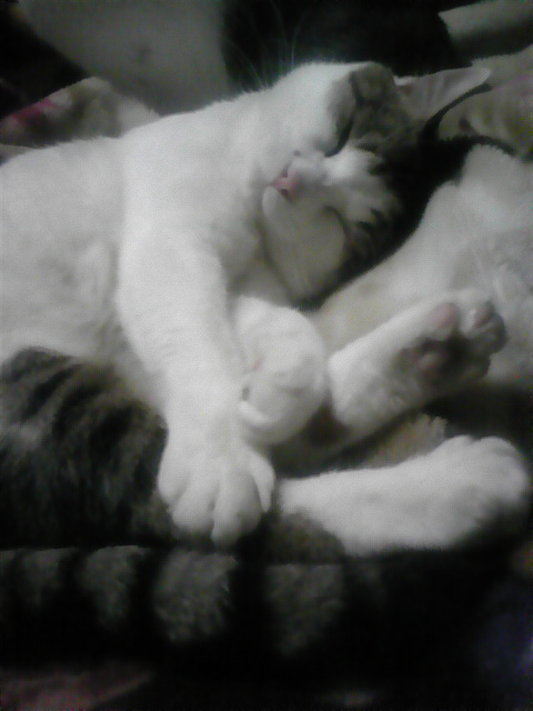 ニャンズ