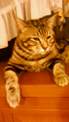 落ち着き猫