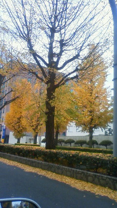 銀杏