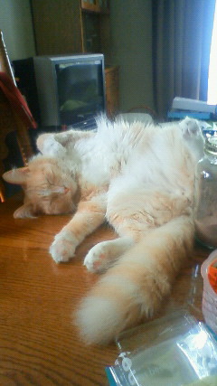 猫のコペ・おっぴろげ