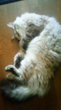 猫のコペ・おっぴろげ