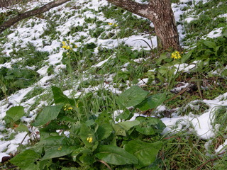 雪の中に、もう菜の花が・・・