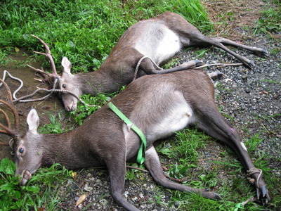 「鹿　駆除」の画像検索結果