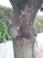 おっぱいの木