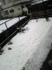 今朝の雪状況